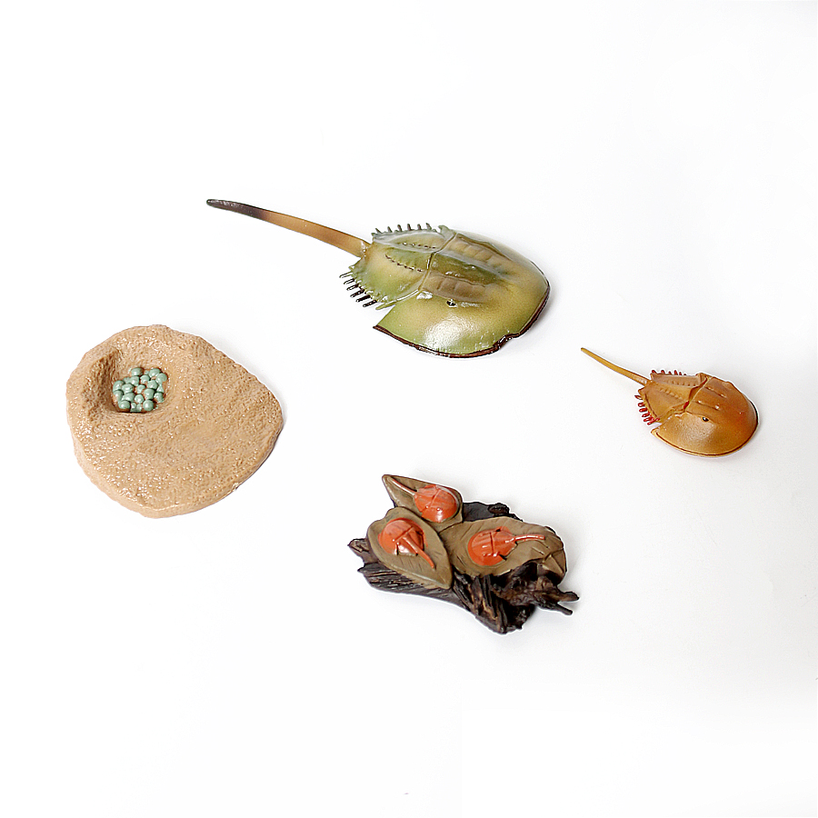 Bean Life Cycle Plastic Turtle - Kids Toys Reviews 评论和价格